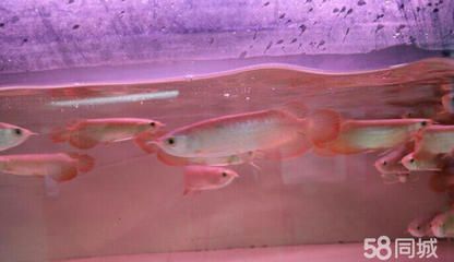 龍魚幼苗怎么養殖方法圖解：龍魚幼苗怎么養殖方法圖解龍魚幼苗養殖方法圖解