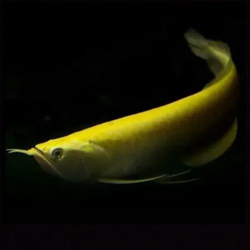 黃色的銀龍魚叫什么品種