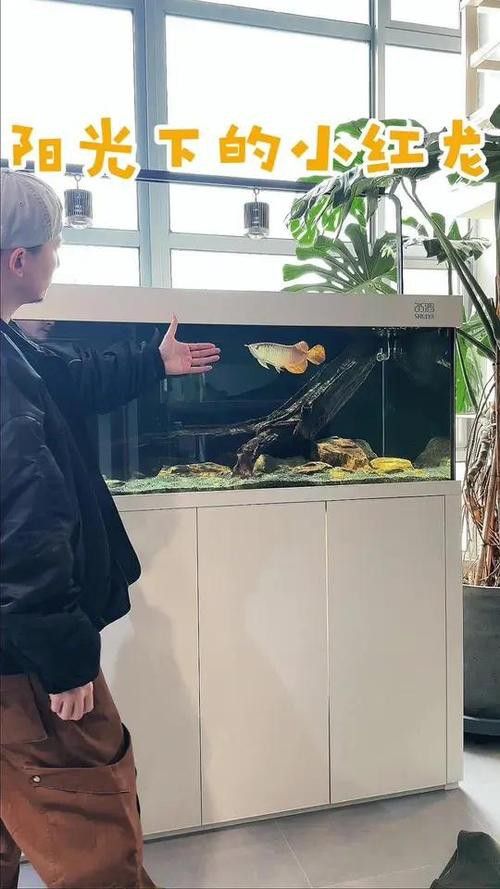 紅龍魚魚缸背景紙圖片大全