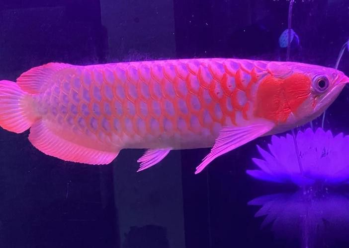 紅龍魚魚缸背景紙圖片大全