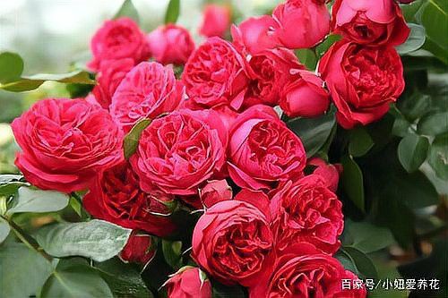 紅龍月季的種植難度大嗎？