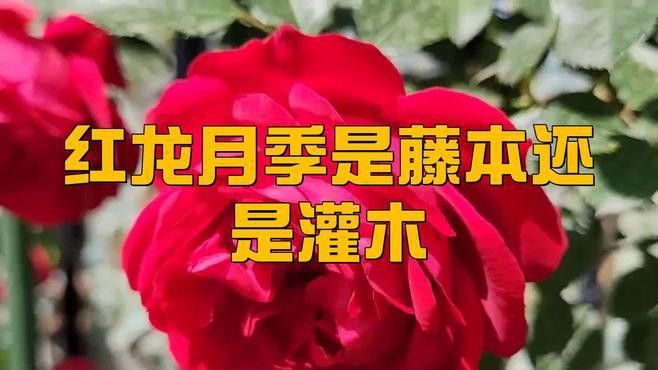 紅龍月季的種植難度大嗎？