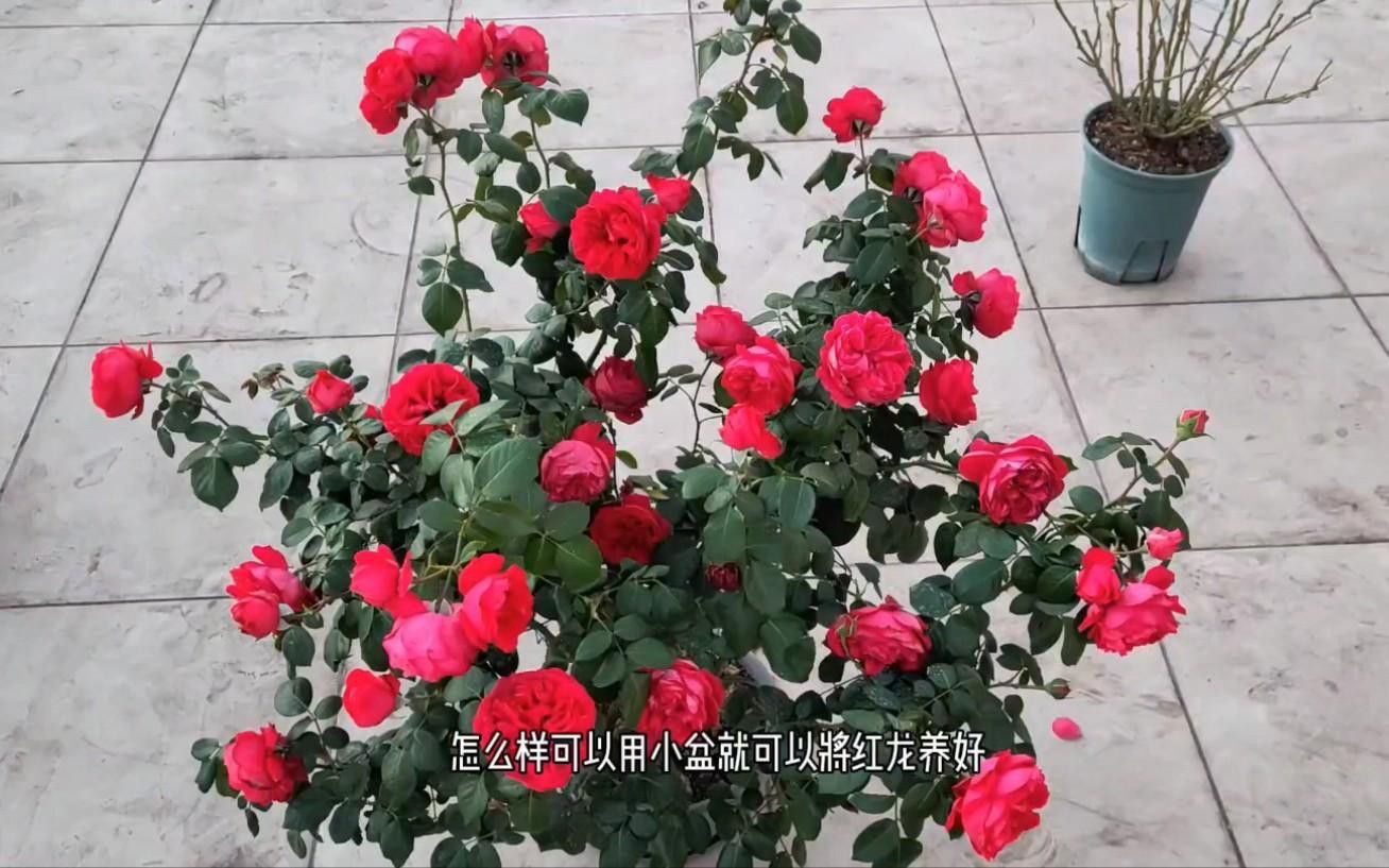 紅龍月季的種植難度大嗎？