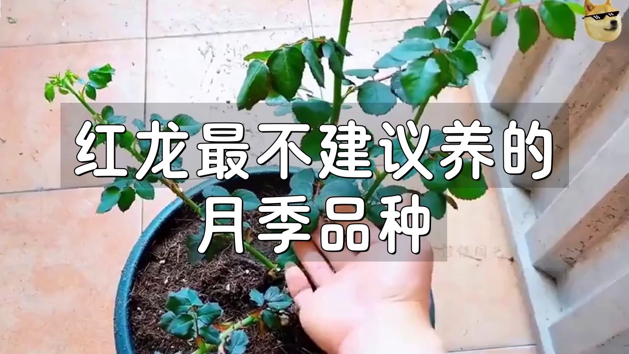 紅龍月季的種植難度大嗎？