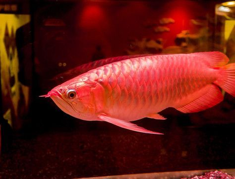 龍魚主食草金可以嗎：龍魚可以主食草金嗎？