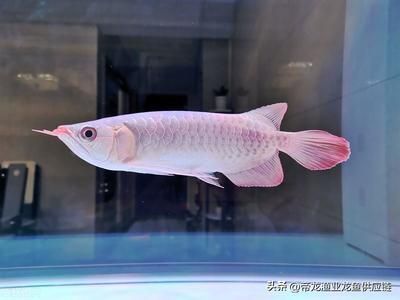 龍魚一直游來游去的嗎會停下來休息嗎（龍魚一直游來游去的嗎）