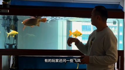 龍魚一直游來游去的嗎會停下來休息嗎（龍魚一直游來游去的嗎）