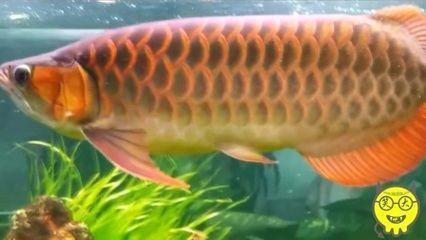 養龍魚需要什么過濾設備呢：養龍魚需要什么過濾設備