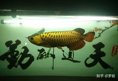 養龍魚需要什么過濾設備呢：養龍魚需要什么過濾設備
