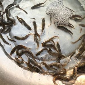 龍魚出水面吃氣泡水可以嗎：龍魚出水面吃氣泡水可以嗎，