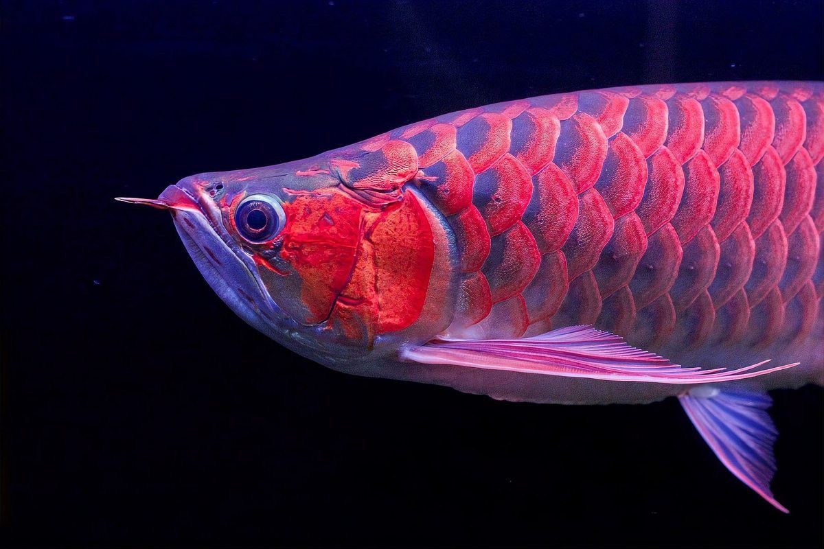 能否舉例說明紅龍魚的條件反射？