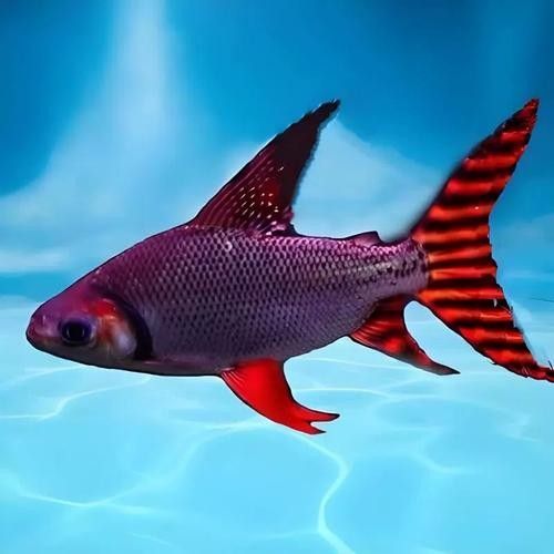 飛鳳魚會咬龍魚嗎圖片