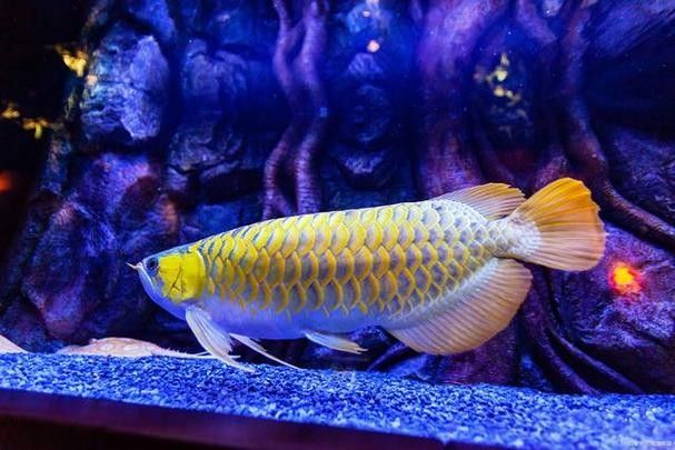 飛鳳魚會咬龍魚嗎圖片