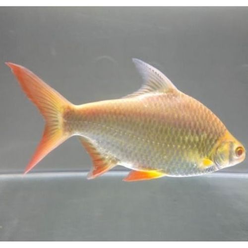 飛鳳魚會咬龍魚嗎圖片