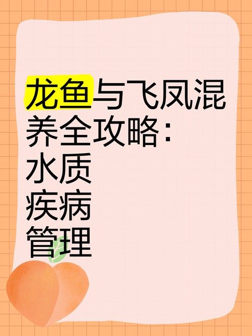 飛鳳魚會咬龍魚嗎圖片