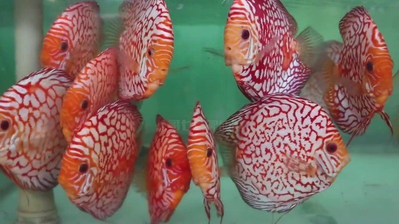 馬來西亞七彩漁場地址