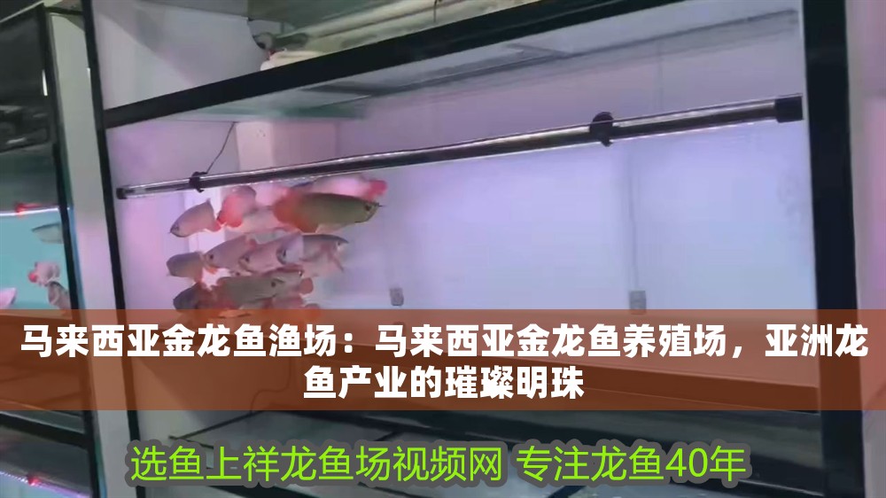 馬來西亞金龍魚漁場：馬來西亞金龍魚養殖場，亞洲龍魚產業的璀璨明珠