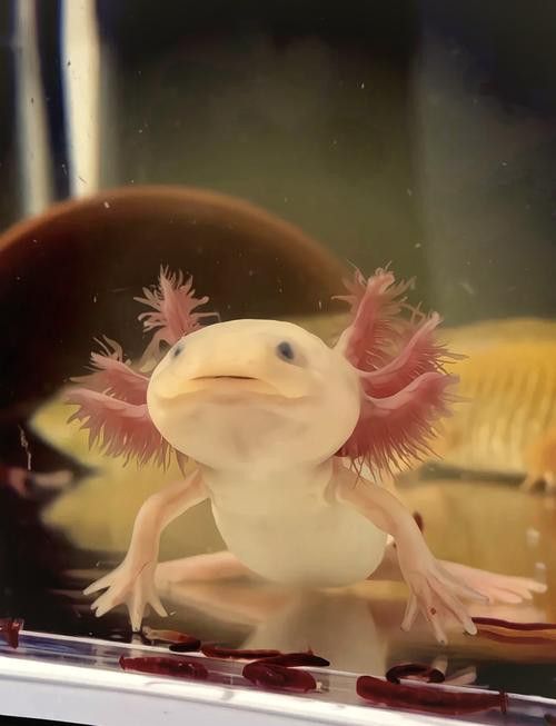六腳龍魚圖片大全