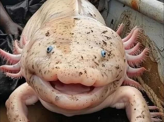 六腳龍魚圖片大全
