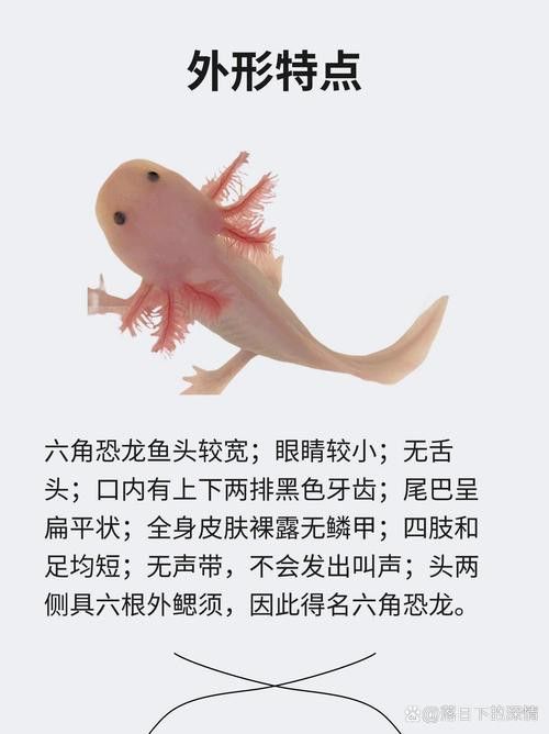 六腳龍魚圖片大全
