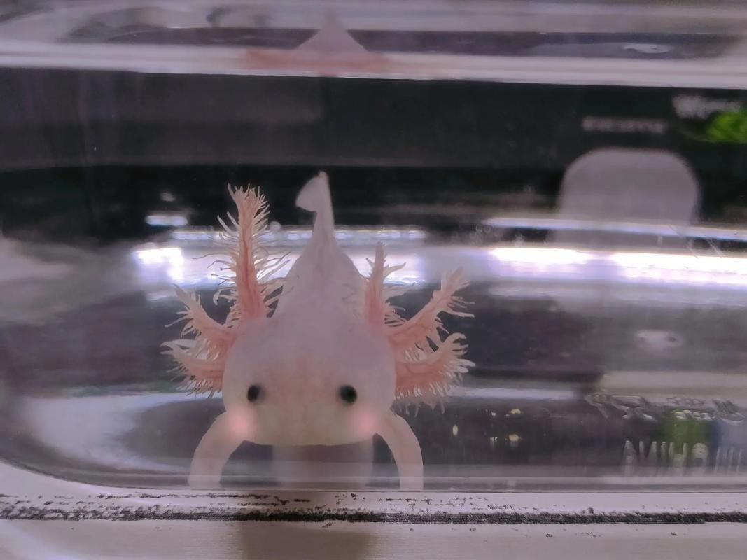 六腳龍魚圖片大全