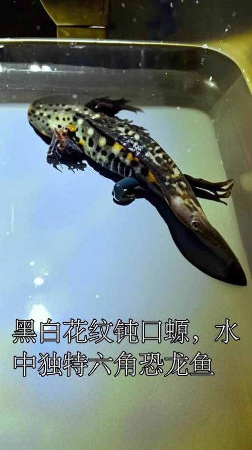 六腳龍魚圖片大全