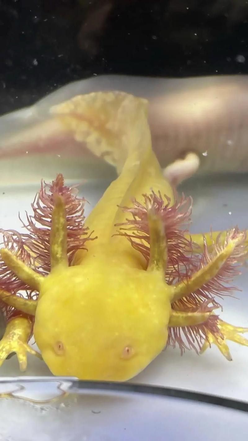 六腳龍魚圖片大全