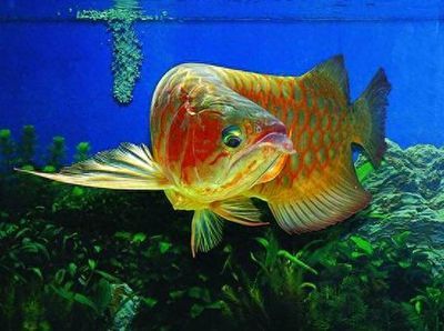 龍魚鱗片不亮：如何影響龍魚鱗片的亮度