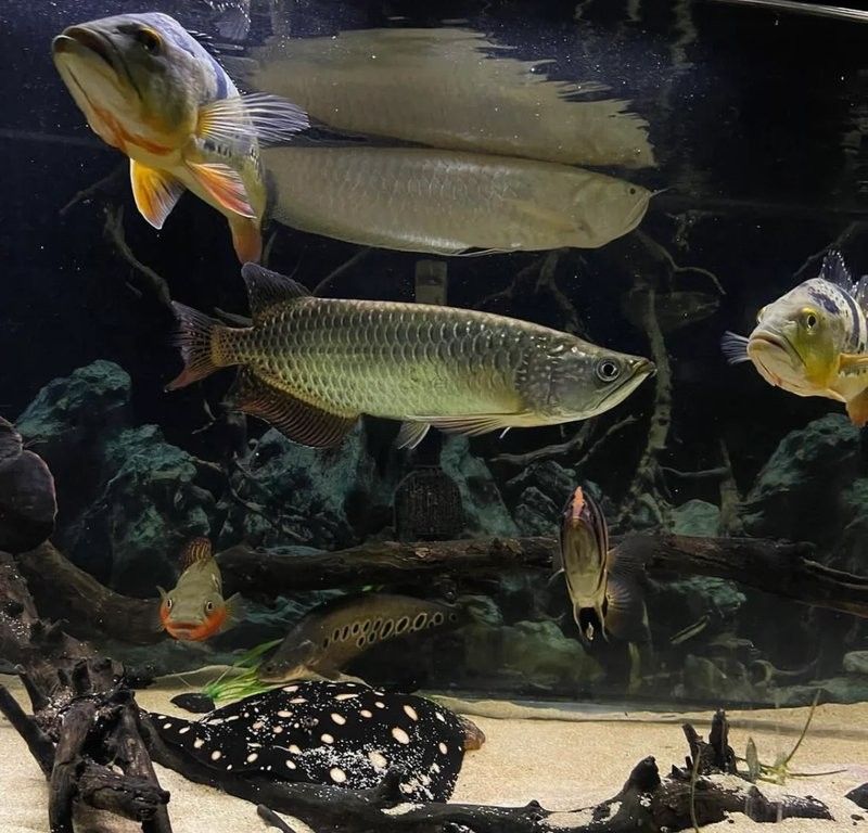 銀龍魚的顏色會隨著成長而變化嗎？