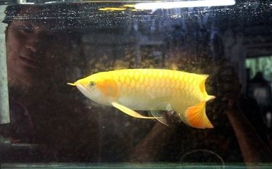 龍魚眼睛里面有白色的東西怎么回事：龍魚眼睛內部出現白色物質可能是白色物質的原因及處理方法