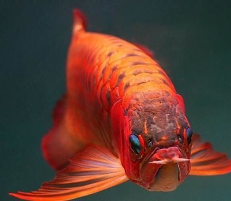 龍魚眼睛里面有白色的東西怎么回事：龍魚眼睛內部出現白色物質可能是白色物質的原因及處理方法