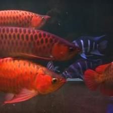 龍魚眼睛里面有白色的東西怎么回事：龍魚眼睛內部出現白色物質可能是白色物質的原因及處理方法