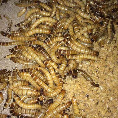 金龍魚長期喂大麥蟲可以嗎：金龍魚可以長期喂大麥蟲嗎
