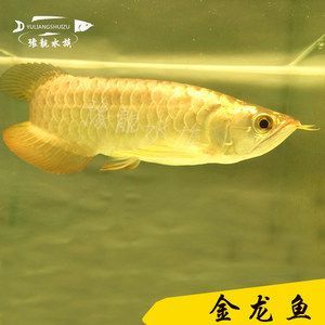 飼養藍底b過金龍魚需要注意的幾點：藍底b過金龍魚的飼養方法和注意事項
