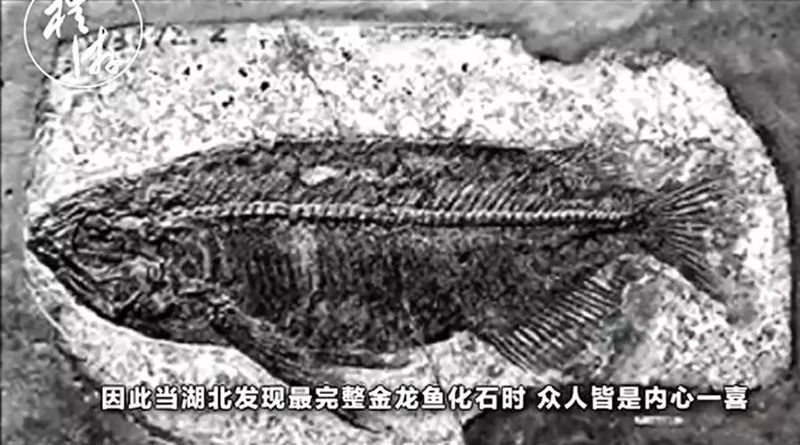 龍魚化石圖片大全大圖視頻