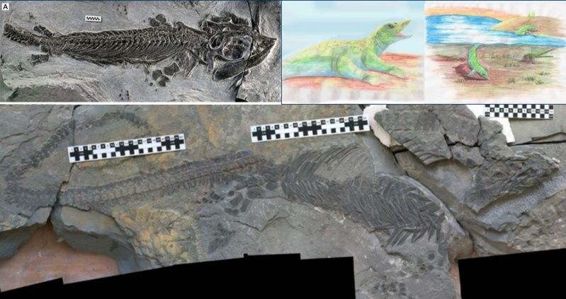 龍魚化石圖片大全大圖視頻