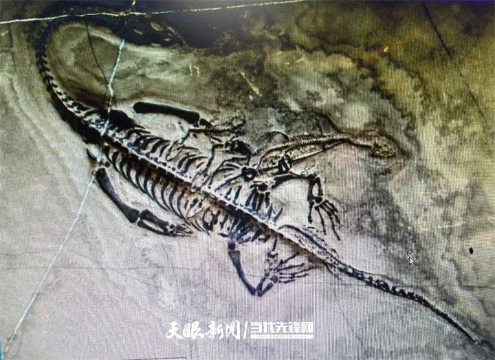 龍魚化石圖片大全大圖視頻