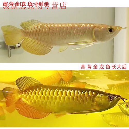 重金屬藍底過背金龍魚