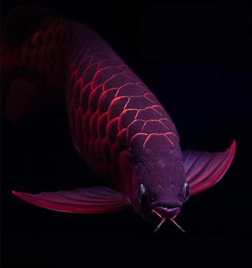 重金屬藍底過背金龍魚