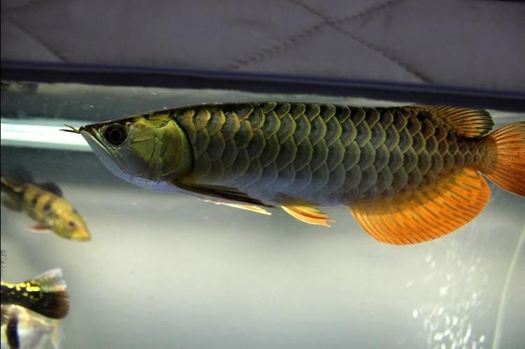 重金屬藍底過背金龍魚