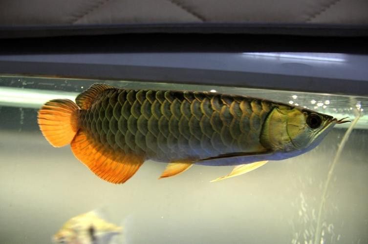 重金屬藍底過背金龍魚