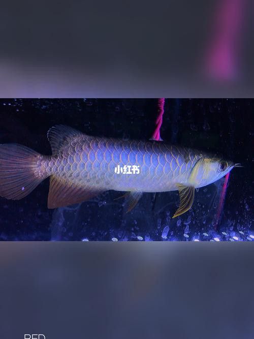 重金屬藍底過背金龍魚