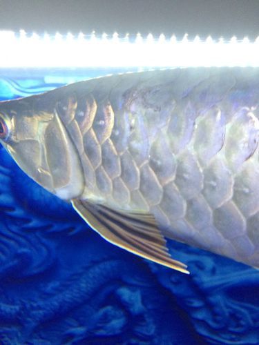 寶石金龍魚價格多少