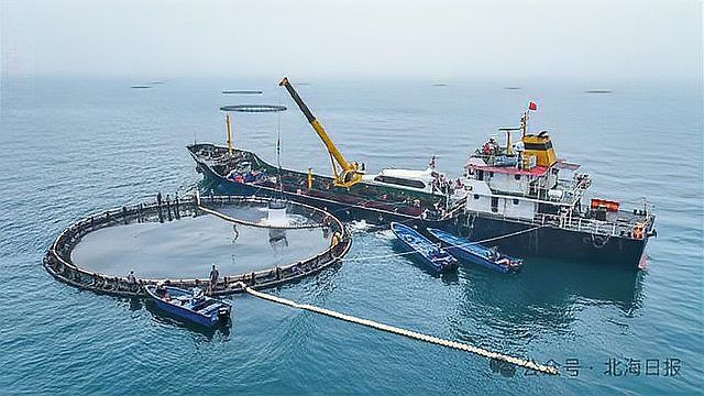 藍瓜子石斑魚多少錢一斤
