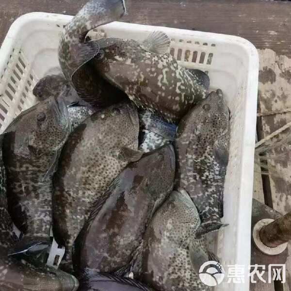藍瓜子石斑魚多少錢一斤