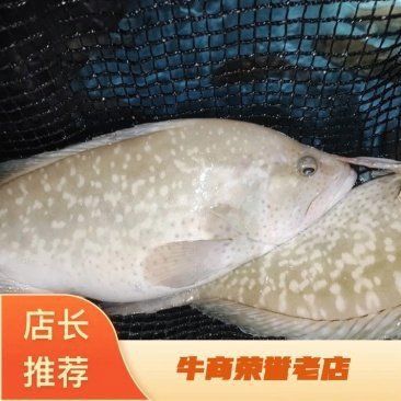 藍瓜子石斑魚多少錢一斤