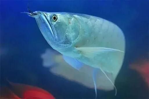 黑魚能和銀龍魚一起養嗎圖片視頻