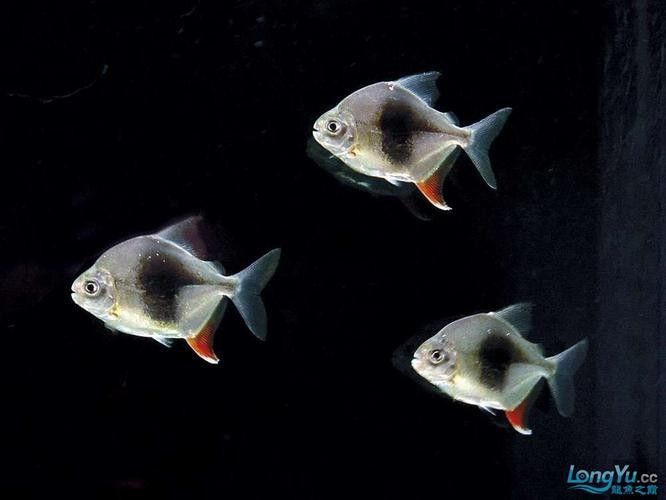 黑魚能和銀龍魚一起養嗎圖片視頻