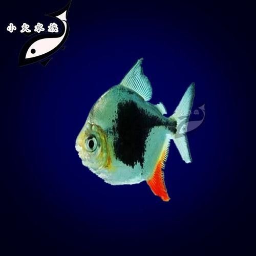 黑魚能和銀龍魚一起養嗎圖片視頻