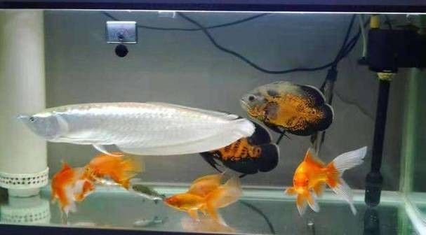 黑魚能和銀龍魚一起養嗎圖片視頻